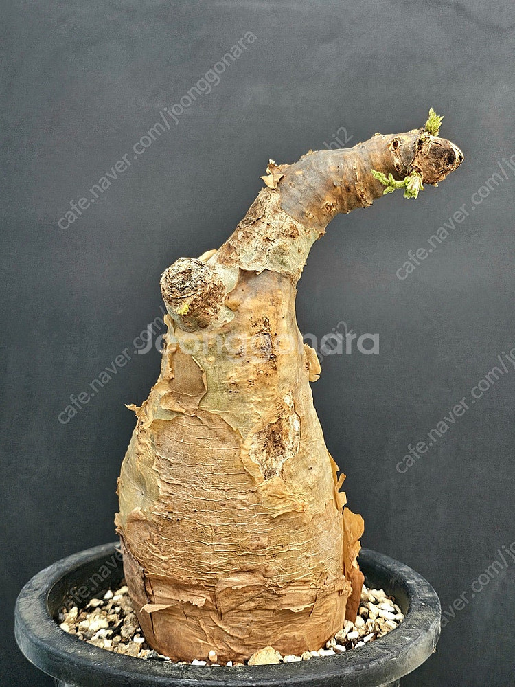 씨포스템마 우터 (아프리카식물/코덱스)--5